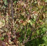 Gül Kahverengi Kanseri Hastalığı Belirtileri, Nedenleri Ve Mücadelesi