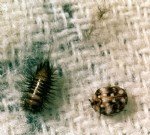 Evde Halı Böceği Temizliği İçin Pratik Ve Doğal Çözümler