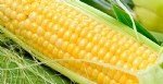 Hibrit Mısır Tohumculuğu Nasıl Yapılır?