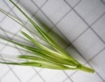 Hordeum Murinum L. (Duvar Arpası, Yabani Arpa, Pisipisi Otu )