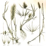 Hordeum Murinum L. (Duvar Arpası, Yabani Arpa, Pisipisi Otu )