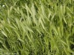 Hordeum Murinum L. (Duvar Arpası, Yabani Arpa, Pisipisi Otu )