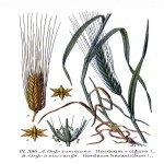 Hordeum Murinum L. (Duvar Arpası, Yabani Arpa, Pisipisi Otu )