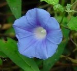 Ipomea Hederaceae (L.) Jacq. (Boru Çiçekli Sarmaşık) Otu