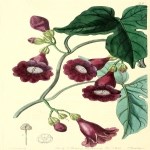 Ipomea Hederaceae (L.) Jacq. (Boru Çiçekli Sarmaşık) Otu