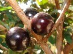 Jabuticaba Yetiştiriciliği Nasıl Yapılır?