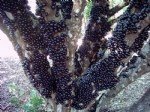 Jabuticaba Yetiştiriciliği Nasıl Yapılır?