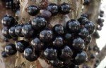 Jabuticaba Yetiştiriciliği Nasıl Yapılır?