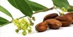 Jojoba Yetiştiriciliği Nasıl Yapılır?