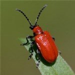 Kavun Kızıl Böceği Nedir? Zararları Ve Mücadele Yöntemleri Kavun Kızıl Böceği Nedir? Zararları Ve Mücadele Yöntemleri