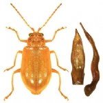 Kavun Kızıl Böceği Nedir? Zararları Ve Mücadele Yöntemleri Kavun Kızıl Böceği Nedir? Zararları Ve Mücadele Yöntemleri