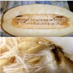 Kavun Sineği Nedir? Zararları Ve Mücadele Yöntemleri