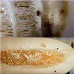 Kavun Sineği Nedir? Zararları Ve Mücadele Yöntemleri