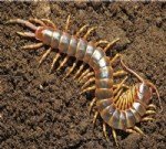 Kırkayak Nedir? Zararlıları Nasıl Önlenir Ve Etkili Kontrol Yöntemleri