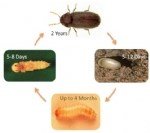 Kırma Biti Zararlısı