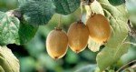 Kivi Tarımı Nasıl Yapılır?