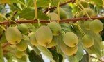 Kivi Yetiştiriciliği Nasıl Yapılır?