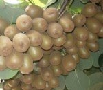 Kivi Yetiştiriciliği Nasıl Yapılır?