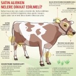 Kurbanlık Hayvan Alımında Nelere Dikkat Edilmeli?