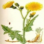 Lactuca Serriola L. (Dikenli Yabani Marul - Yağ Marulu) Otu