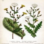 Lactuca Serriola L. (Dikenli Yabani Marul - Yağ Marulu) Otu