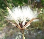 Lactuca Serriola L. (Dikenli Yabani Marul - Yağ Marulu) Otu