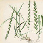 Lolium Perenne L. (İngiliz Çimi)