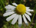 Matricaria Chamomilla L. (Sahici Papatya - Tıbbi Papatya) Otu