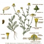 Matricaria Chamomilla L. (Sahici Papatya - Tıbbi Papatya) Otu