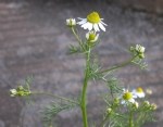 Matricaria Chamomilla L. (Sahici Papatya - Tıbbi Papatya) Otu
