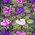 Süs Bitkileri Resimleri Süs Bitkileri Resimleri