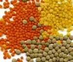 Mercimek Tarımı Nasıl Yapılır?