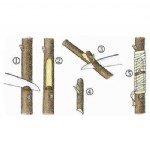 Meyve Fidanı Üretimi Nasıl Yapılır?