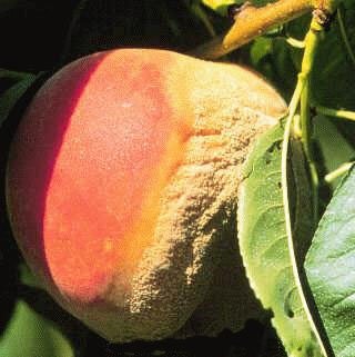 Meyve Ağaçlarında Monilya Hast. Belirtileri, Nedenleri Ve Mücadelesi