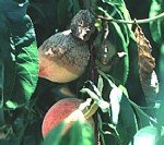 Meyve Ağaçlarında Monilya Hast. Belirtileri, Nedenleri Ve Mücadelesi