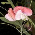 Mürdümük Yetiştiriciliği Nasıl Yapılır?