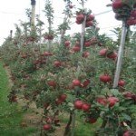 Organik Elma Yetiştiriciliği Nasıl Yapılır?