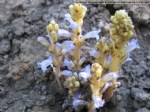 Orobanche Aegyptiaca Pers. (Mısırlı Canavar Otu) Otu