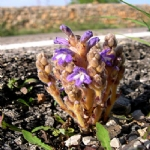 Orobanche Aegyptiaca Pers. (Mısırlı Canavar Otu) Otu