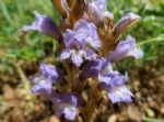 Orobanche Aegyptiaca Pers. (Mısırlı Canavar Otu) Otu