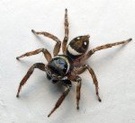 Örümceklerle Etkili Mücadele Yöntemleri: Doğal Ve Kimyasal Çözümler