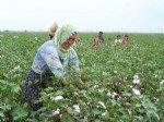 Pamuk Tarımı Nasıl Yapılır?