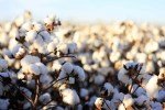 Pamuk Tarımı Nasıl Yapılır?