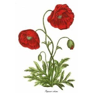 Papaver Rhoeas L. (Gelincik) Otu