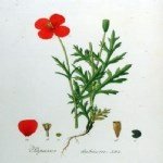 Papaver Rhoeas L. (Gelincik) Otu