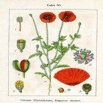 Papaver Rhoeas L. (Gelincik) Otu