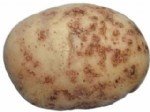 Patates Adi Uyuz Hastalığı Belirtileri Ve Mücadele Yöntemleri