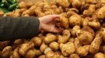 Patates Yetiştiriciliği Nasıl Yapılır? Patates Yetiştiriciliği Nasıl Yapılır?