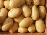 Patates Yetiştiriciliği Nasıl Yapılır? Patates Yetiştiriciliği Nasıl Yapılır?