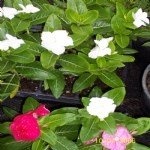 Süs Bitkileri Resimleri Süs Bitkileri Resimleri